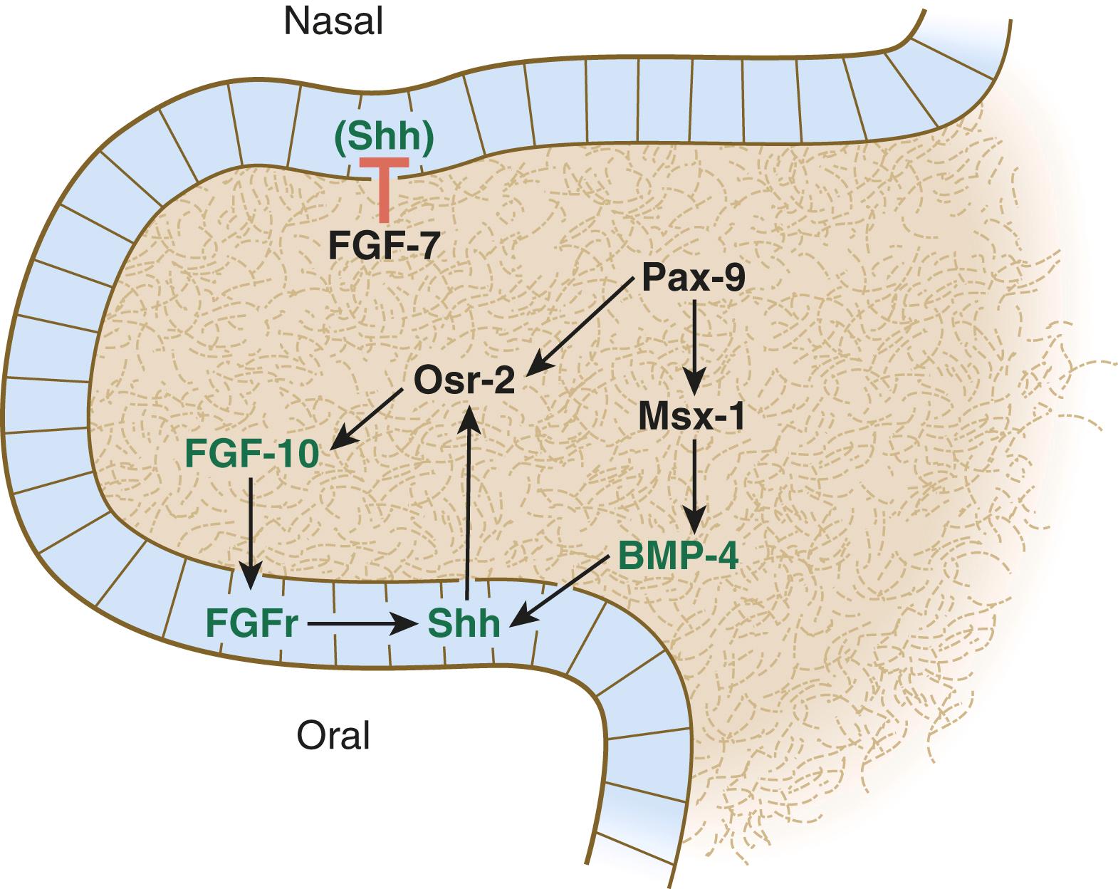 Fig. 14.12, Important signaling interactions in the developing palatal shelves.