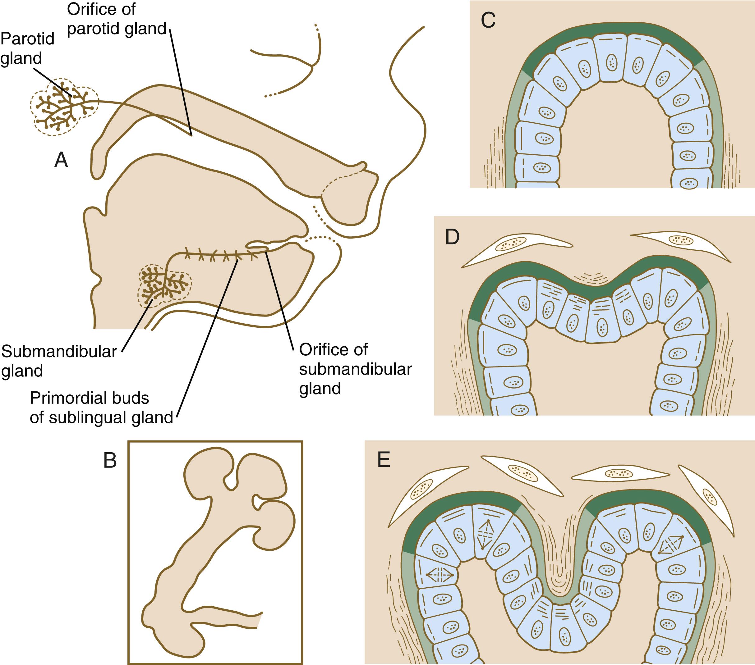 Fig. 14.15, Development of the salivary glands.