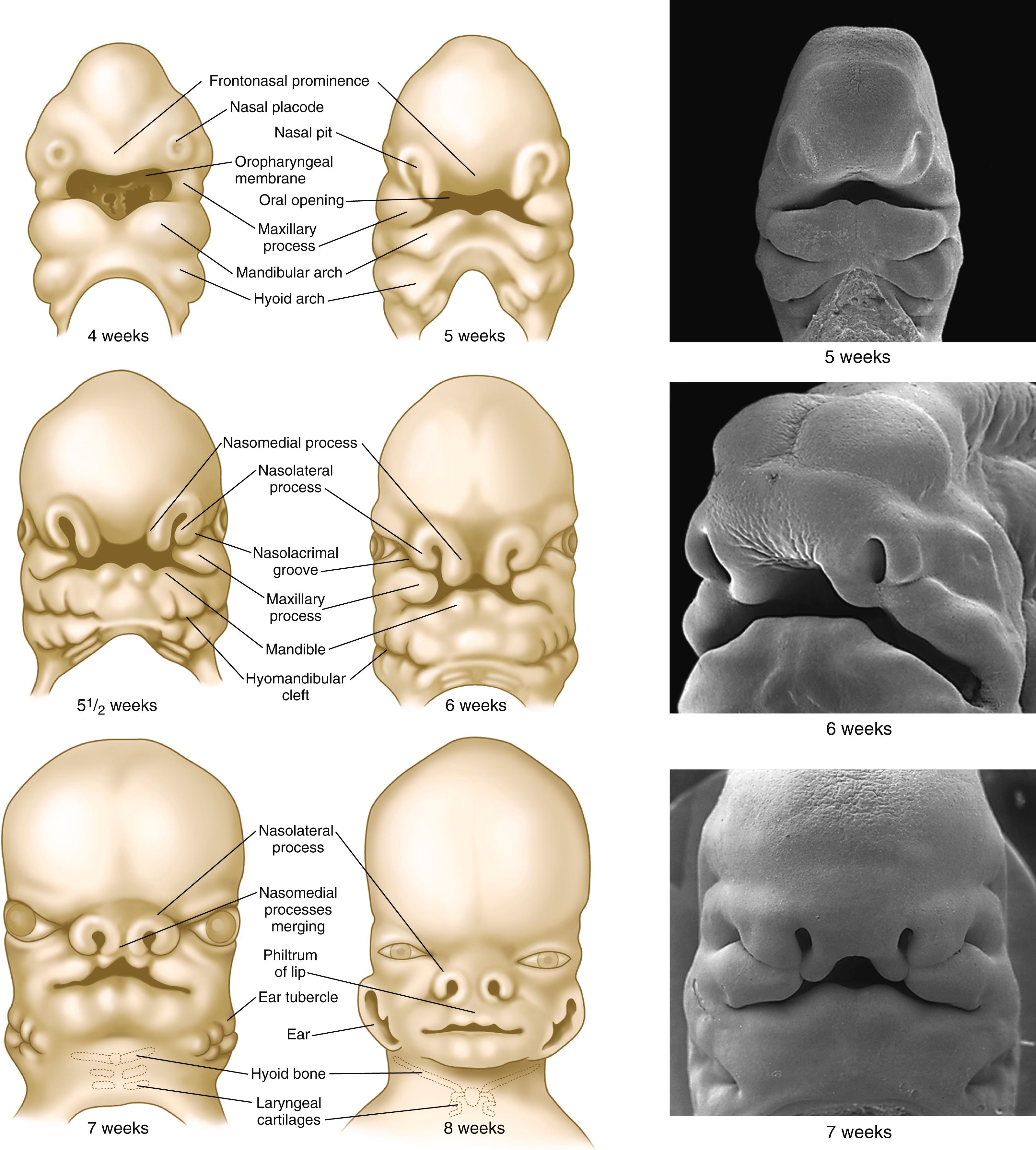 Fig. 14.5, Frontal and lateral views of heads of human embryos 4 to 8 weeks of age.
