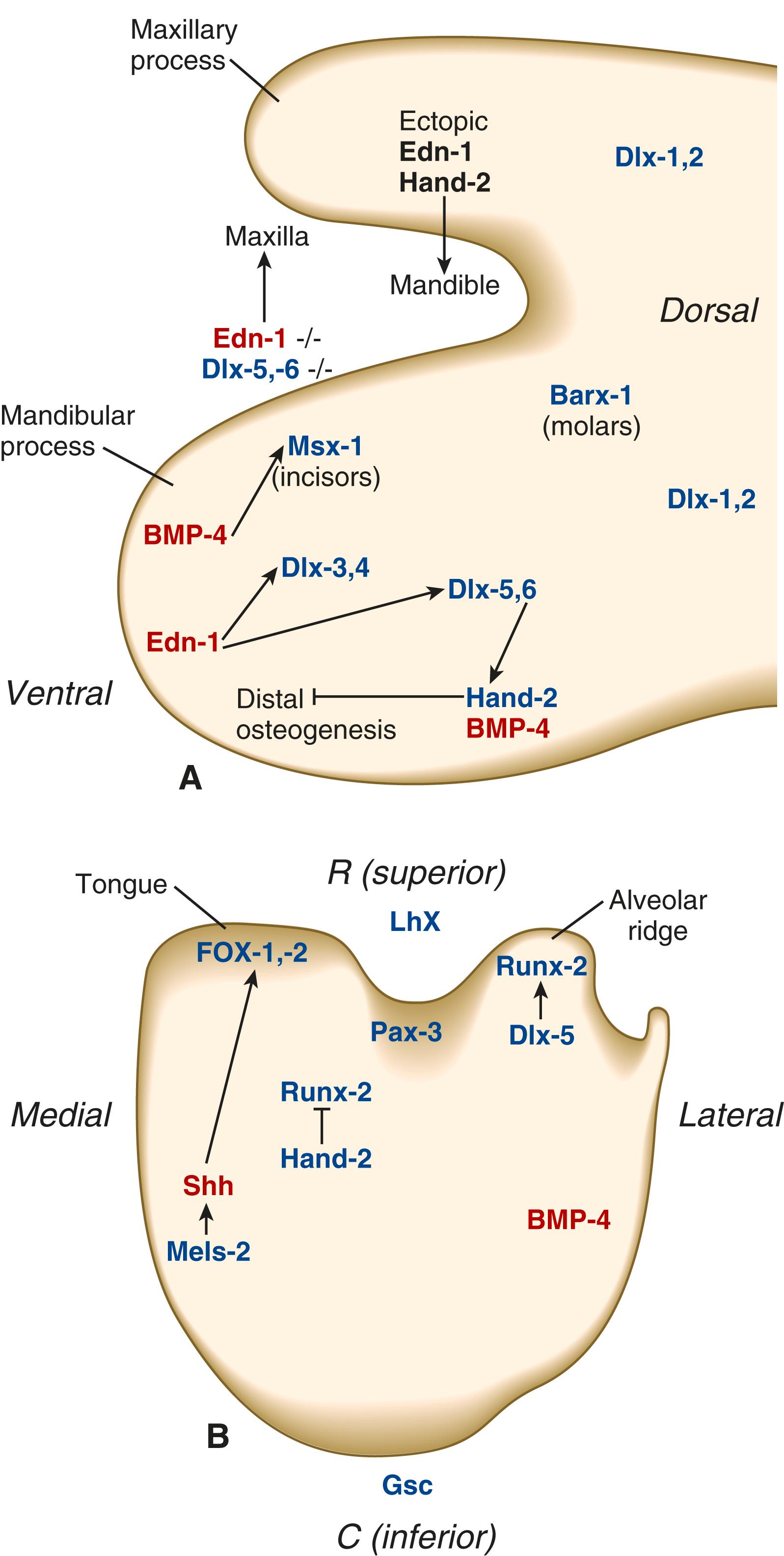 Fig. 14.6, (A) Molecular controls in development of the first pharyngeal arch. Note the distribution of forms of the Dlx transcription factor along the dorsoventral axis. Inactivation of endothelin-1 or Dlx-5,-6 converts the mandible into maxilla, whereas ectopic expression of endothelin-1 or Hand-2 in the maxillary primordium causes it to form mandibular structures. (B) Cross-section of the mandibular process, showing molecular controls that guide development of the tongue and alveolar ridge. Lhx and Goosecoid define and control development along the superior-inferior axis. BMP, Bone morphogenetic protein; C , caudal; Edn-1, endothelin-1; Gsc, goosecoid; L, lateral; M, medial; R , rostral; shh, sonic hedgehog.