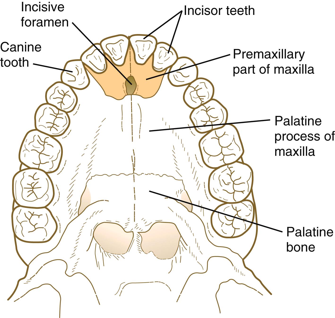 Fig. 14.10, Postnatal bony palate, showing the premaxillary segment.