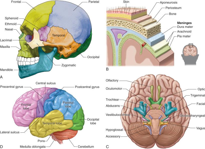 Fig. 122.1, (A) Sagittal view demonstrating the bones of the skull ( https://en.wikipedia.org/wiki/Meninges#/media/File:Meninges-en.svg ). (B) Coronal cross-section demonstrating the layers of the skull and meninges ( https://en.wikipedia.org/wiki/File:Human_skull_side_simplified_(bones).svg) . (C) The brain and brainstem ( https://en.wikipedia.org/wiki/Lobes_of_the_brain#/media/File:Blausen_0101_Brain_LateralView.png ). (D) View of the inferior surface of the brain demonstrating the cranial nerves ( https://en.wikipedia.org/wiki/Cranial_nerves#/media/File:Brain_human_normal_inferior_view_with_labels_en-2.svg ).