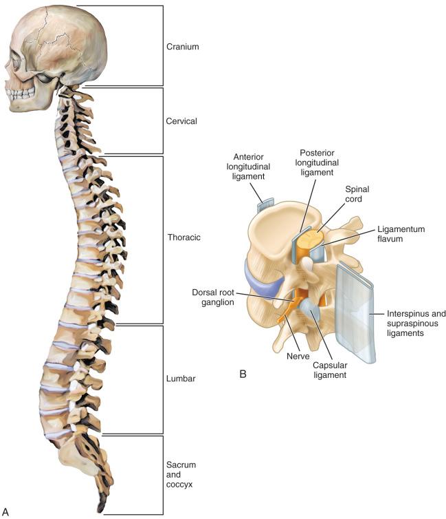 Fig. 122.4, The lateral view of the skull and spine (A). Detailed view of a spinal motion segment consisting of two vertebrae and the intervertebral disk, ligaments, and neural tissues (B).