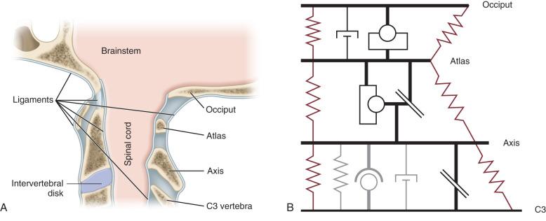 Fig. 122.5, The major anatomic tissues of the upper cervical spine (A) and the matching mechanical analogues for biomechanical modeling using a free-body diagram (B). A ligament can be modeled by a spring; and a disk by a spring and dashpot.