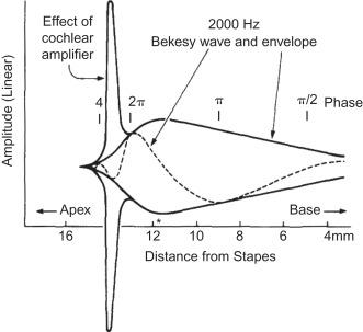 Figure 1.3, A traveling wave, as described by von Békésy (1960) , is shown by the dashed line and its envelope by the heavy full line. The wave travels from right (base) to left (apex). The form of the envelope and the phase relations of the traveling wave are approximately those given by von Békésy (1960) . To the envelope is added, near its left end, the effect of the cochlear amplifier. A tone of 2000 Hz thereby adds a peak at about 14 mm from the (human) stapes. The peak corresponds to the “tip” of the tuning curve for CF=2000 Hz.