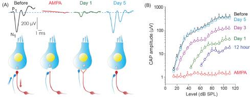 Figure 4.3, Synaptic rearrangement after α-amino-3-hydroxy-5-methyl-4-isoxazolepropionic acid (AMPA)-induced neurotoxicity. (A) The compound action potential (CAP), which reflects the synchronous activation of the ANFs, is completely abolished following intracochlear 200 μM AMPA perfusion and recovers during the next days (top). Schematic representation of the innervation changes during neurotoxic injury in the cochlea. Swelling of the afferent terminals caused by AMPA application accounts for the loss of CAP. During the repair of the afferent fibers terminals, efferent terminals connect in a transient fashion the hair cells (bottom). (B) CAP amplitude plots against the intensity of the sound stimulation (probed at 8 kHz). Note that the CAP amplitude recovers completely within 5 days after the neurotoxic injury.