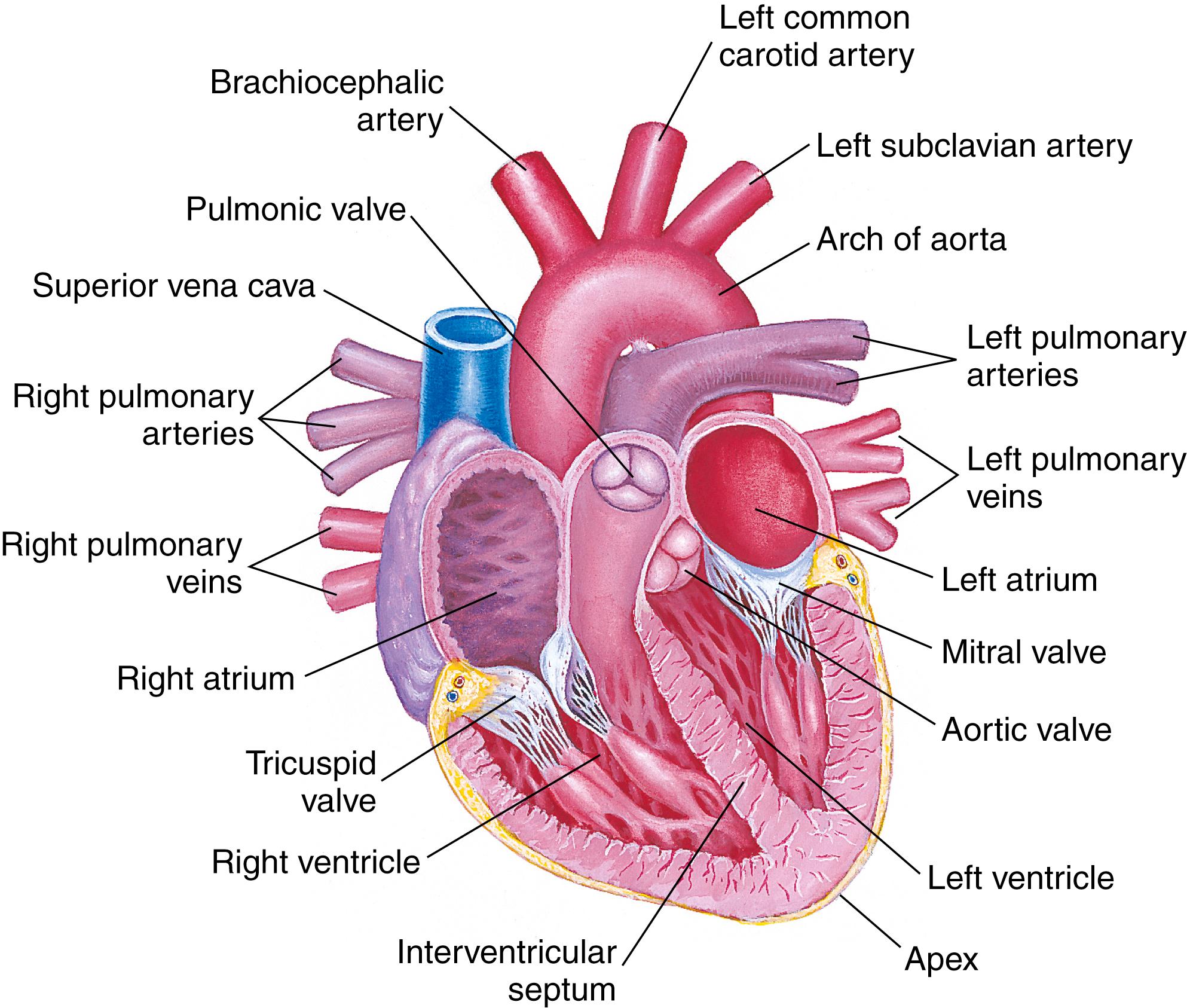 FIG. 15.1, Frontal section of the heart.