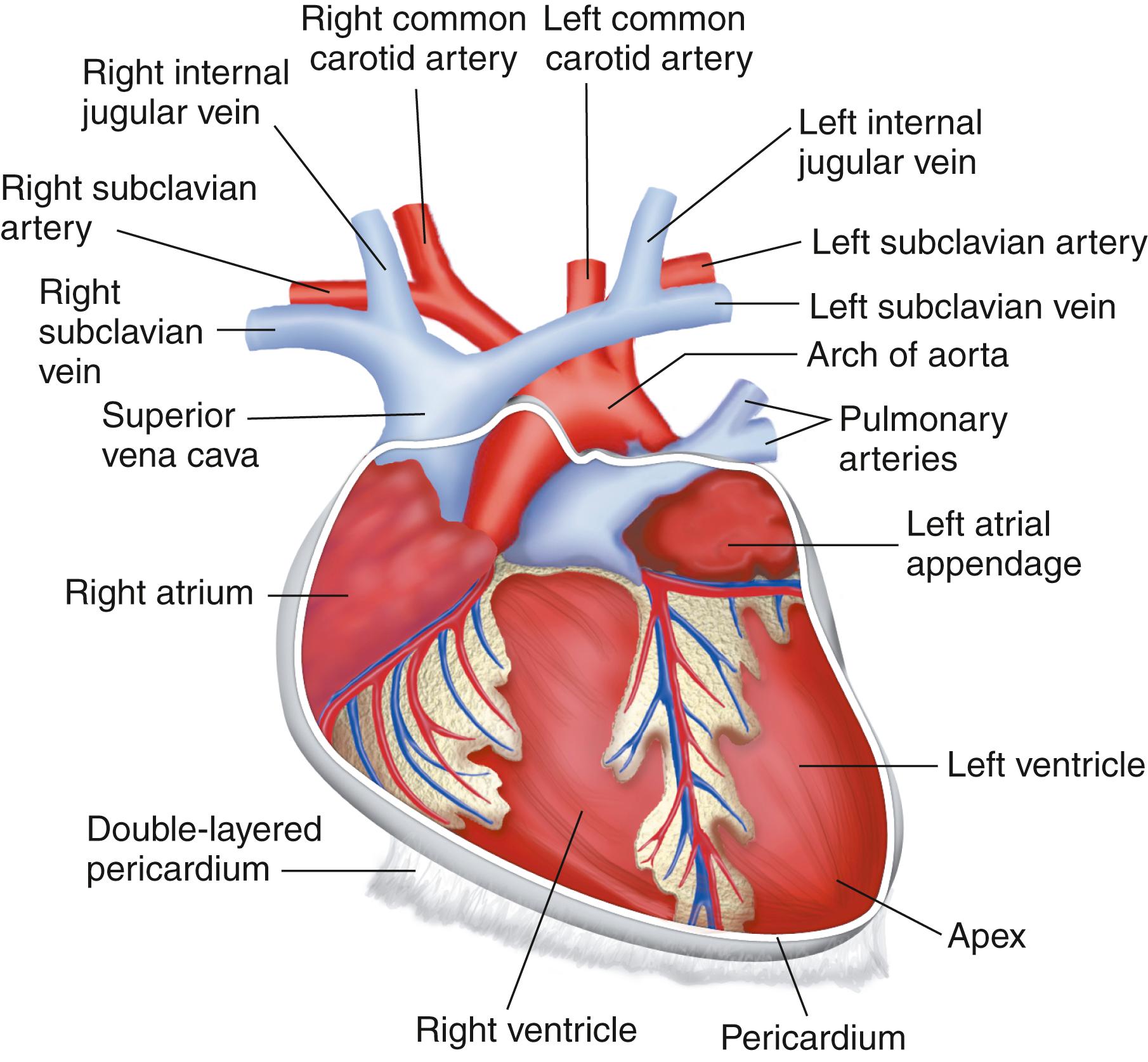 FIG. 15.2, Heart within the pericardium.