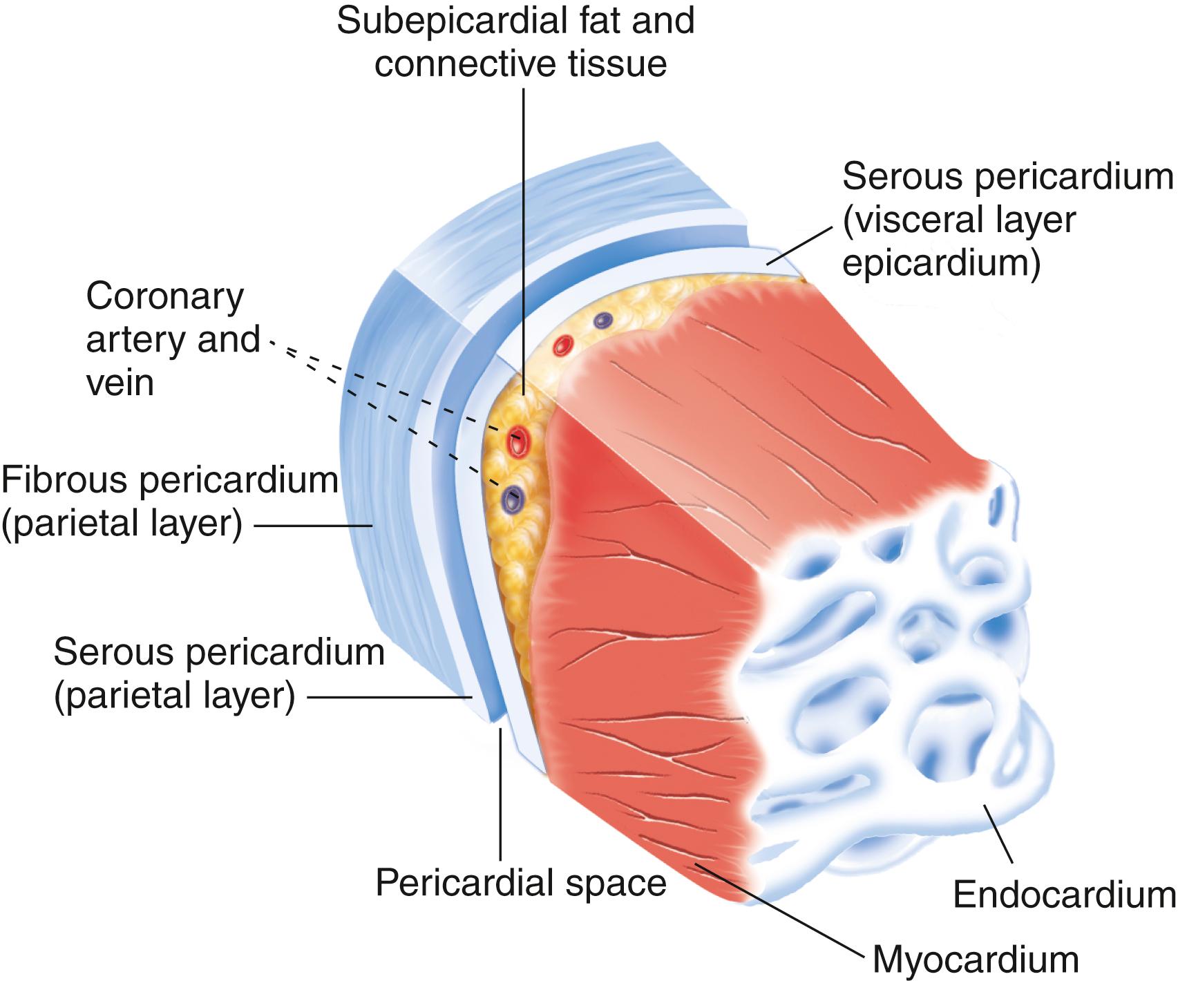 FIG. 15.3, Cross section of the cardiac muscle.