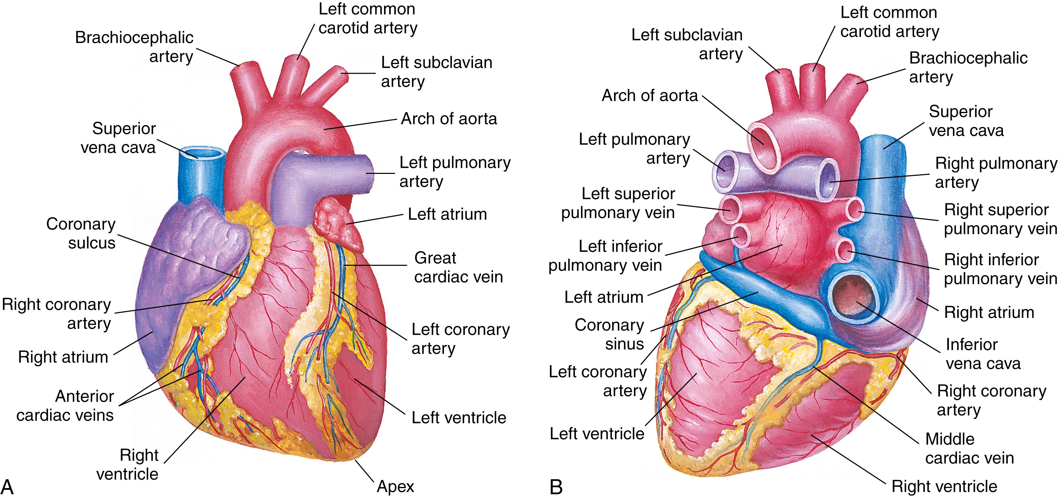 FIG. 15.4, Views of the heart.