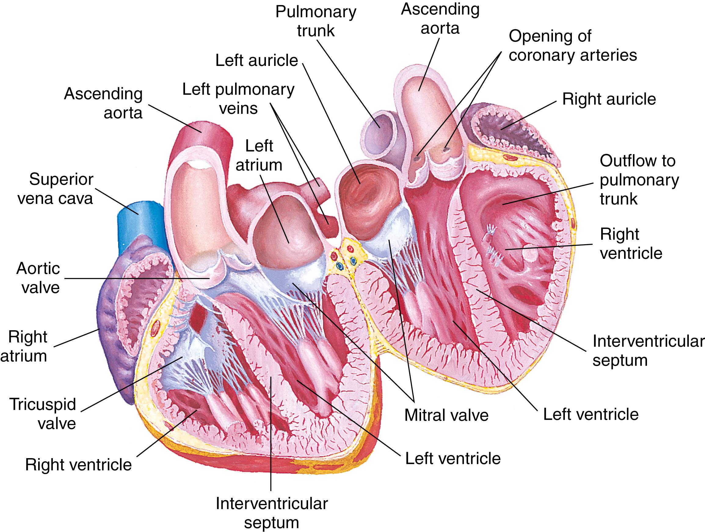 FIG. 15.5, Anterior cross section showing the valves and chambers of the heart.