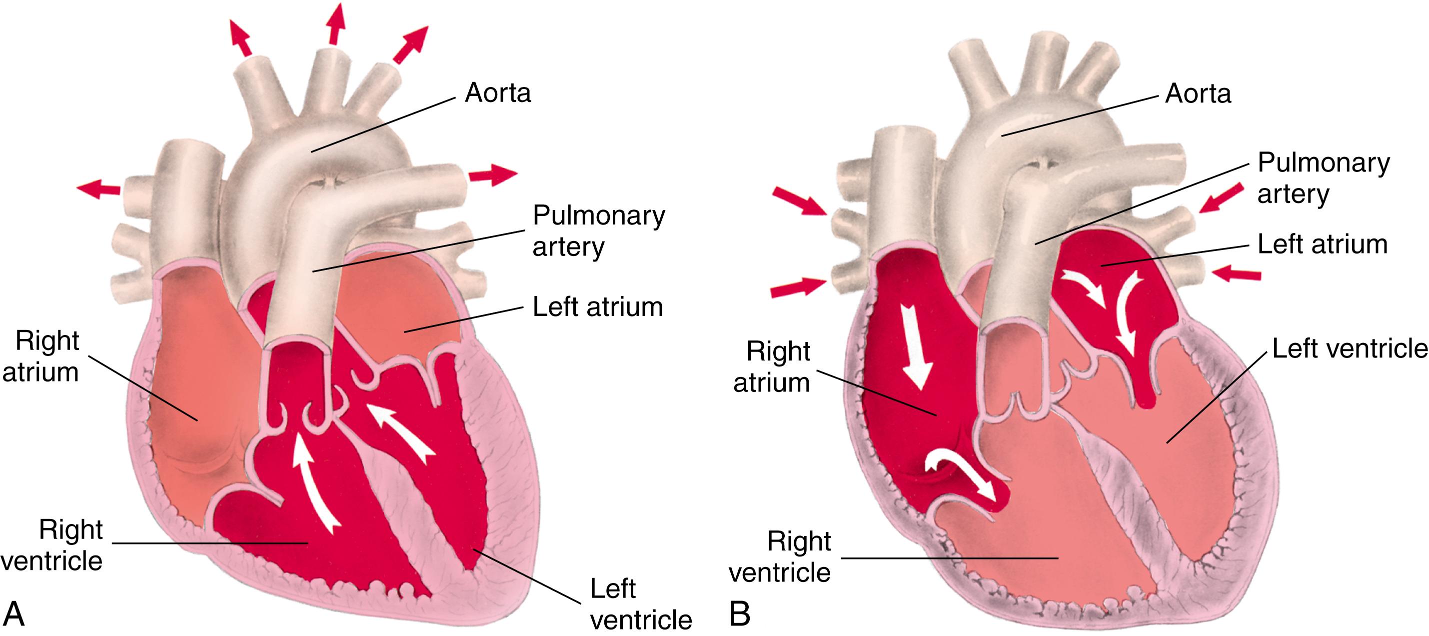 FIG. 15.6, Blood flow through the heart.