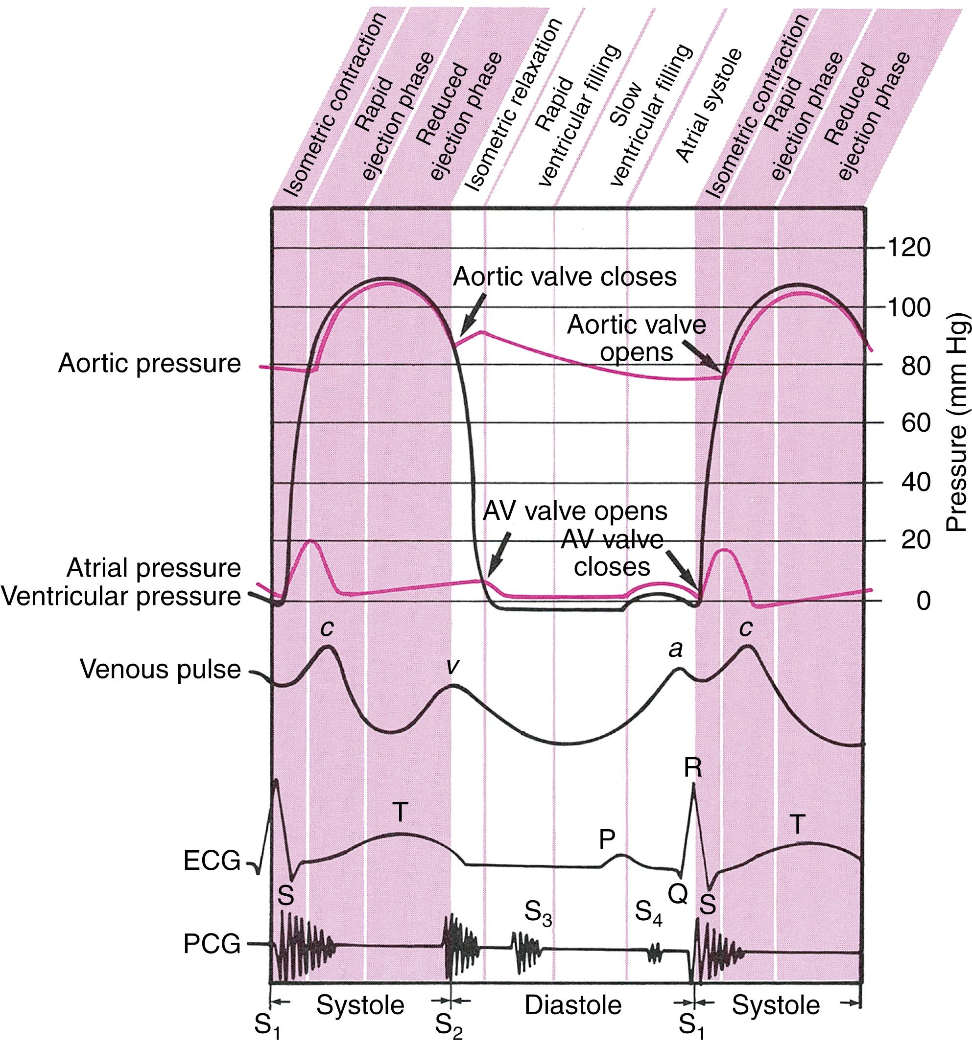 FIG. 15.7, Events of the cardiac cycle, showing venous pressure waves, electrocardiogram ( ECG ; the graphic representing the electrical activity during the cardiac cycle), and heart sounds in systole and diastole.