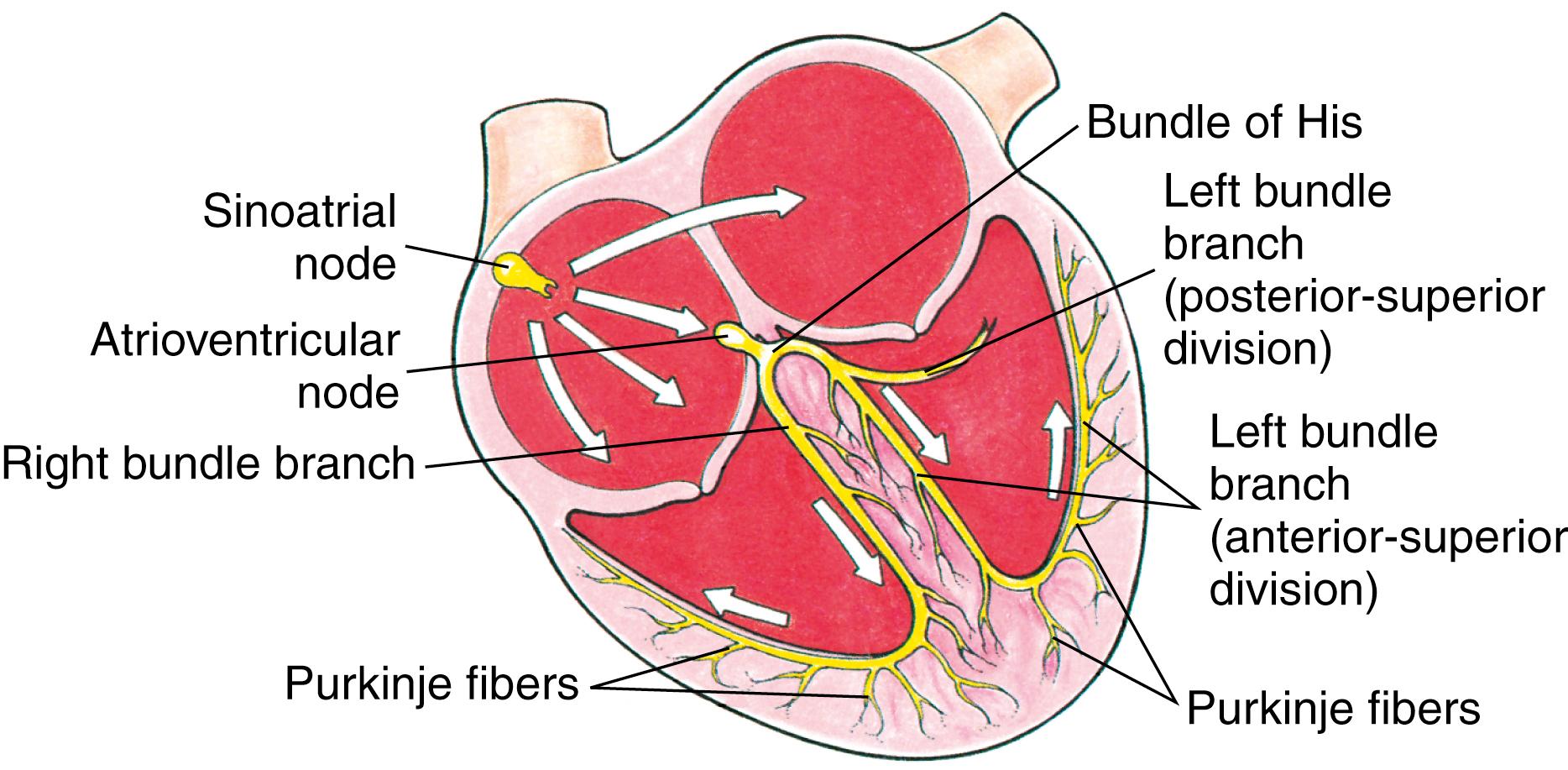 FIG. 15.8, Cardiac conduction.