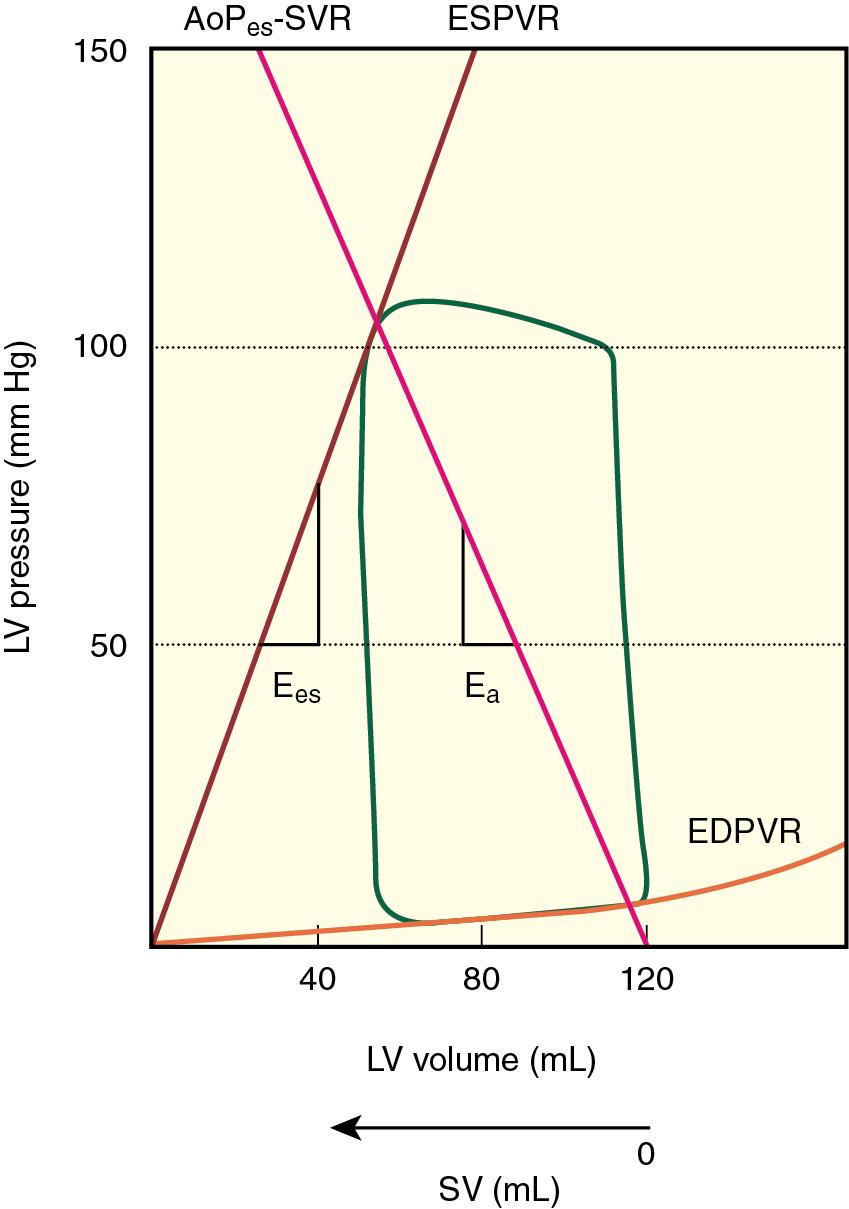 Fig. 10.4, This schematic diagram illustrates the left ventricular (LV) end-systolic pressure-volume and aortic end-systolic pressure-stroke volume relations ( ESPVR and A o P es -SVR, respectively) used to determine LV-arterial coupling as the ratio of end-systolic elastance ( Ees ; the slope of ESPVR) and effective arterial elastance ( Ea ; the slope of A o P es -SVR).