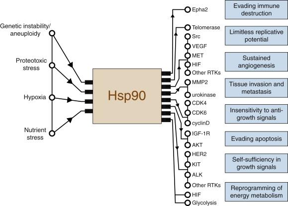 Figure 56-1, Hsp90 function is required for the establishment and maintenance of each of the eight hallmarks of cancer.