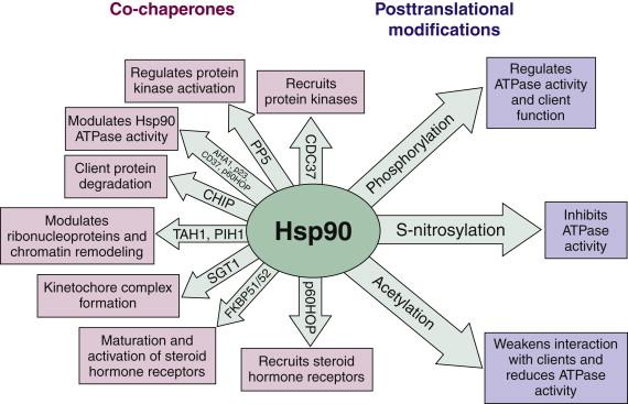 Figure 56-3, Co-chaperones and posttranslational modifications affect Hsp90 function.