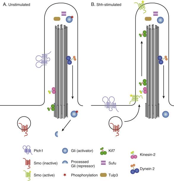 Fig. 38.3, Hedgehog pathway activation. (A) In its unstimulated form, patched-1 (PTCH1) inhibits smoothened (SMO) . (B) Upon binding of Hh ligands, PTCH1 releases SMO, which moves to the primary cilium, prevents the proteolytic processing of glioma-associated oncogene (Gli), which allows transcription of target genes.