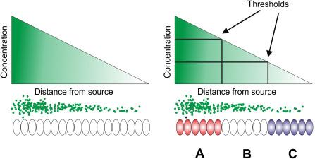 Fig. 4.1, The French flag model. This model demonstrates how cell fate is specified in a cell position-dependent manner by localized production of a morphogen. Cells detect a certain concentration of a morphogen, dependent on their distance from the source. Different thresholds of the concentration of a morphogen determine the phenotype of a cell. In reality, many morphogens and their antagonists generate much more complex patterns.