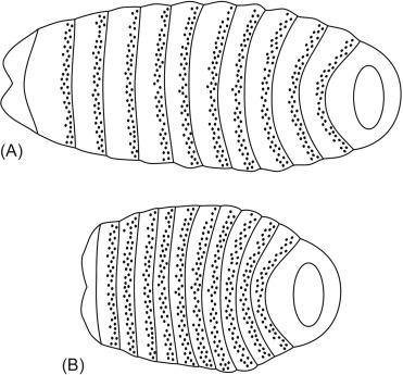 Fig. 4.2, The hedgehog mutant. An artistic impression of the Drosophila Hedgehog mutant. Each segment of the wild-type Drosophila larva (A) has bristles or denticles at the anterior end and a smooth posterior end, the so-called “naked cuticle.” Hedgehog signaling specifies the posterior end of each segment; as a result the mutant lacks the naked cuticles (B).