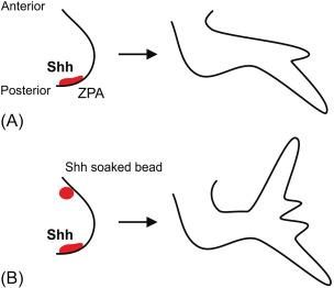 Fig. 4.3, Shh and the zone of polarizing activity. (A) A small group of cells in the ZPA at the posterior end of the developing limb produces Shh and specifies digit identity along the anteroposterior axis. (B) Transplantation of an extra ZPA at the anterior end of the limb bud leads to a mirror-image duplication of the digit pattern. The same can be achieved by transplantation of a bead coated in Shh protein.