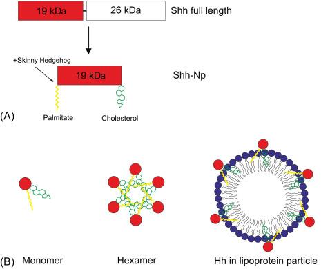 Fig. 4.4, Shh protein processing and transportation. (A) Posttranslational processing of the full-length Hh protein results in a 19 kDa biologically active N-terminal fragment that is lipid modified by cholesterol and palmitate, a reaction that is catalyzed by Skinny Hedgehog. (B) The hydrophobic Hh-Np can form multimers through interactions of the lipid moieties with each other or can bind to lipoprotein particles through the insertion of the lipid moieties into the outer phospholipid monolayer in order to enhance their ability to spread through a tissue.