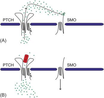 Fig. 4.5, The Hedgehog receptor complex. A model of Ptch-Smo interaction. (A) In the absence of Hedgehog Ptch functions as a transmembrane pump that pumps out a Smo inhibitory compound that is yet to be identified. (B) Binding of Hedgehog to Ptch shuts down its pump function and as a result the inhibition of Smo is released.