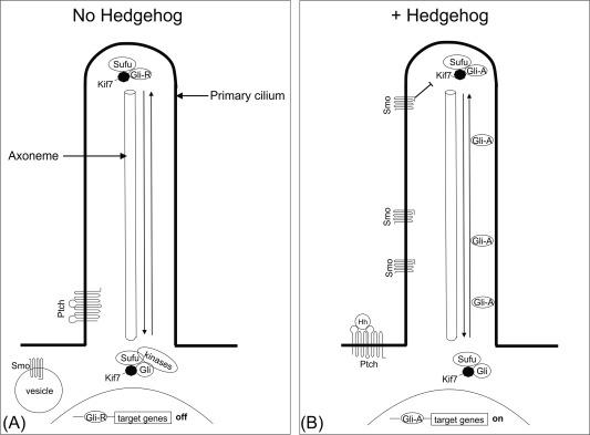 Fig. 4.6, A model of Hh signaling in vertebrates. (A) In the absence of Hh ligand Gli2 and Gli3 are present in small amounts in the cilium and are processed into Gli repressors. (B) Upon stimulation of a cell with Hh ligand Gli2, Gli3, and Smo accumulate at the primary cilium and the Gli proteins become transcriptional activators of the Hh signaling pathway.