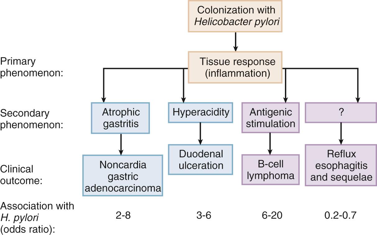 FIG. 217.2, Association of Helicobacter pylori colonization and disease states.