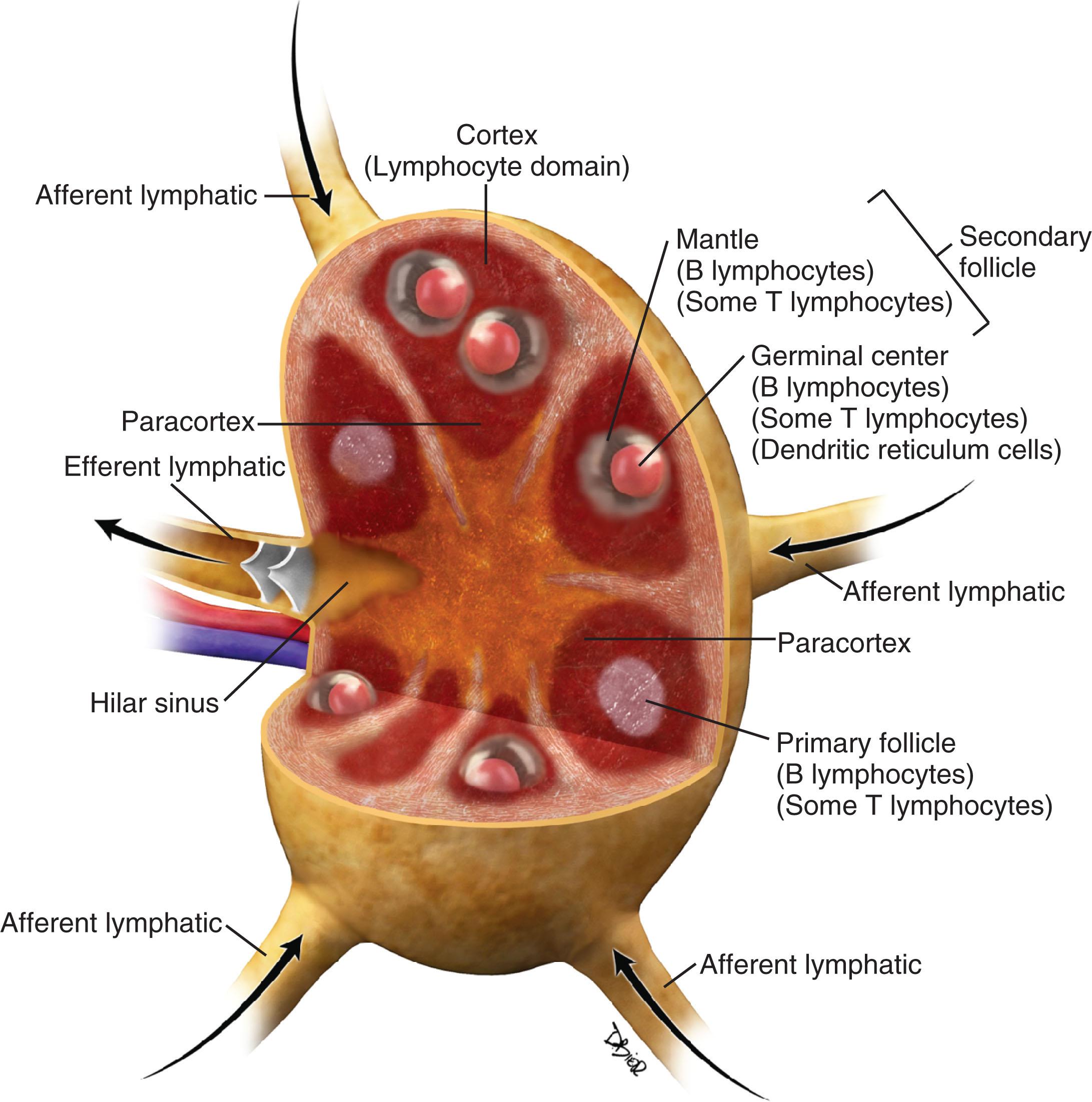 Figure 30.1, The functional anatomy of the lymph node.