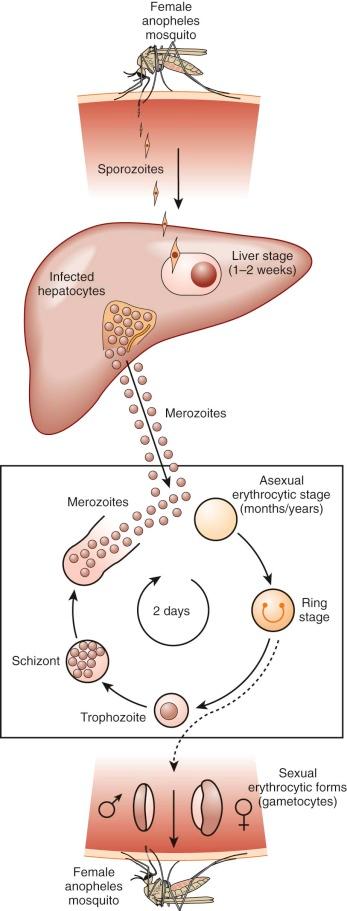 Figure 38-2, The life cycle of malarial parasites. The duration of the erythrocyte cycle is 48 hours for all human malaria parasites except Plasmodium malariae , which has a 72-hour cycle.