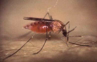 Figure 38-3, An anopheline mosquito after a blood meal.