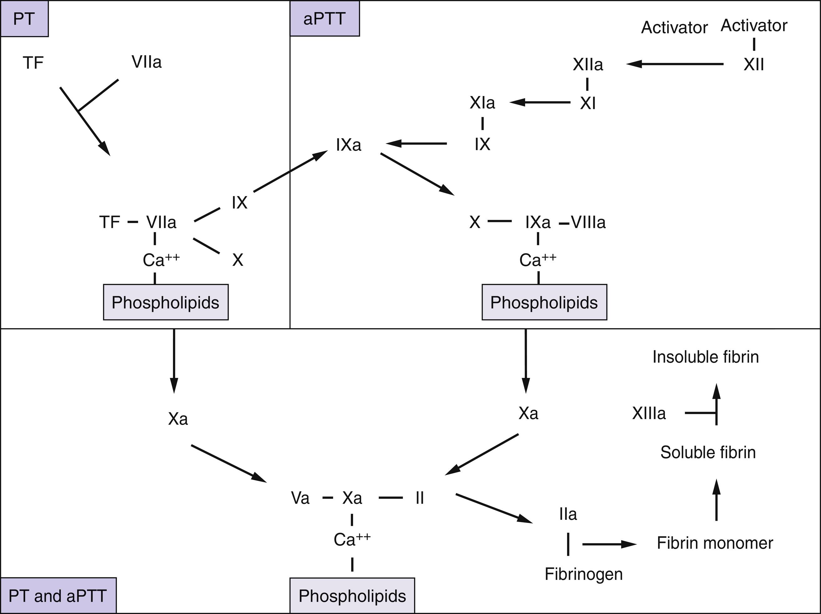 Fig. 10.2, Coagulation pathways and specificity of different coagulation assays.