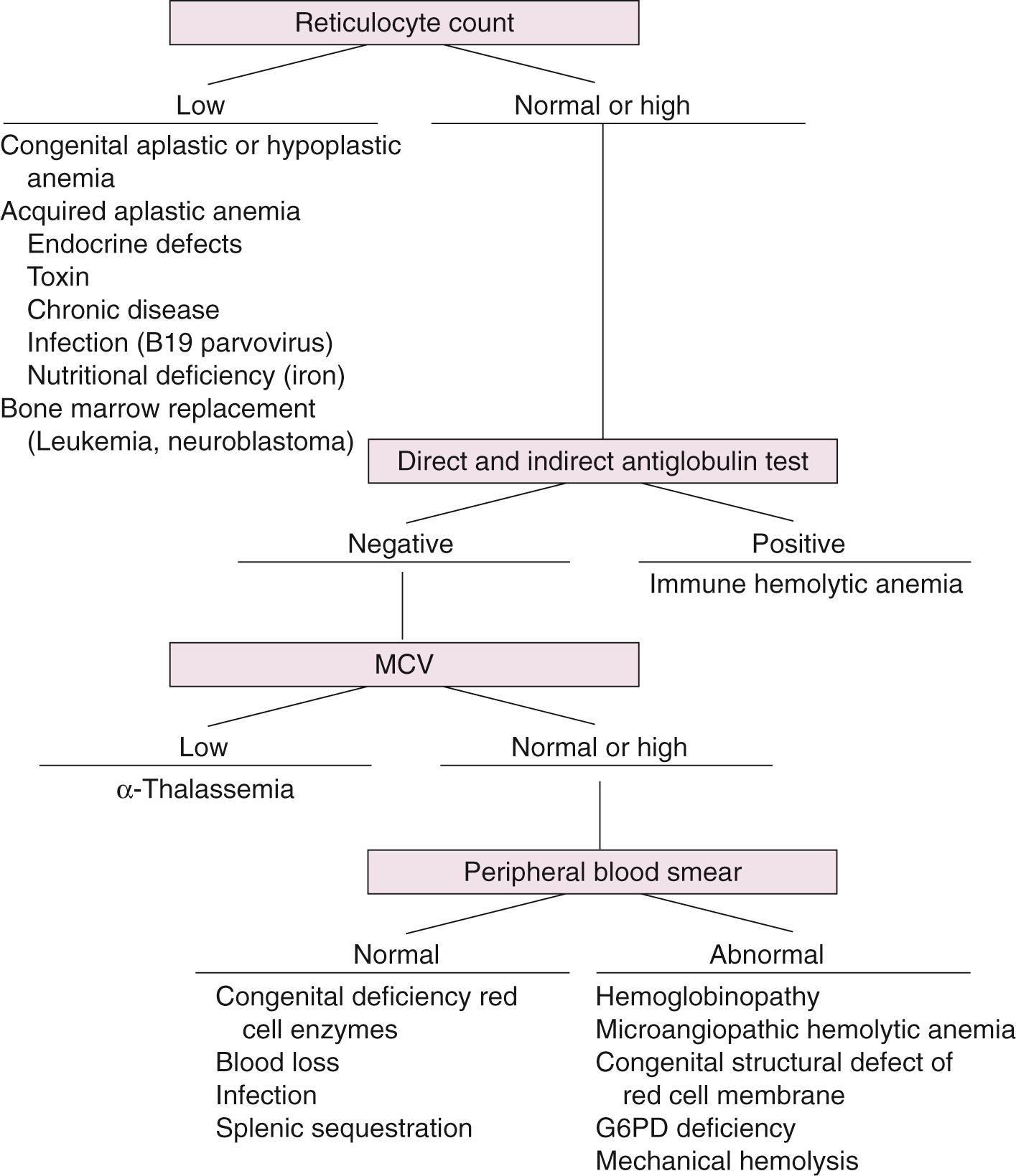 Fig. 79.5, Algorithm for diagnosis of anemia in the neonate. MCV, Mean corpuscular volume.