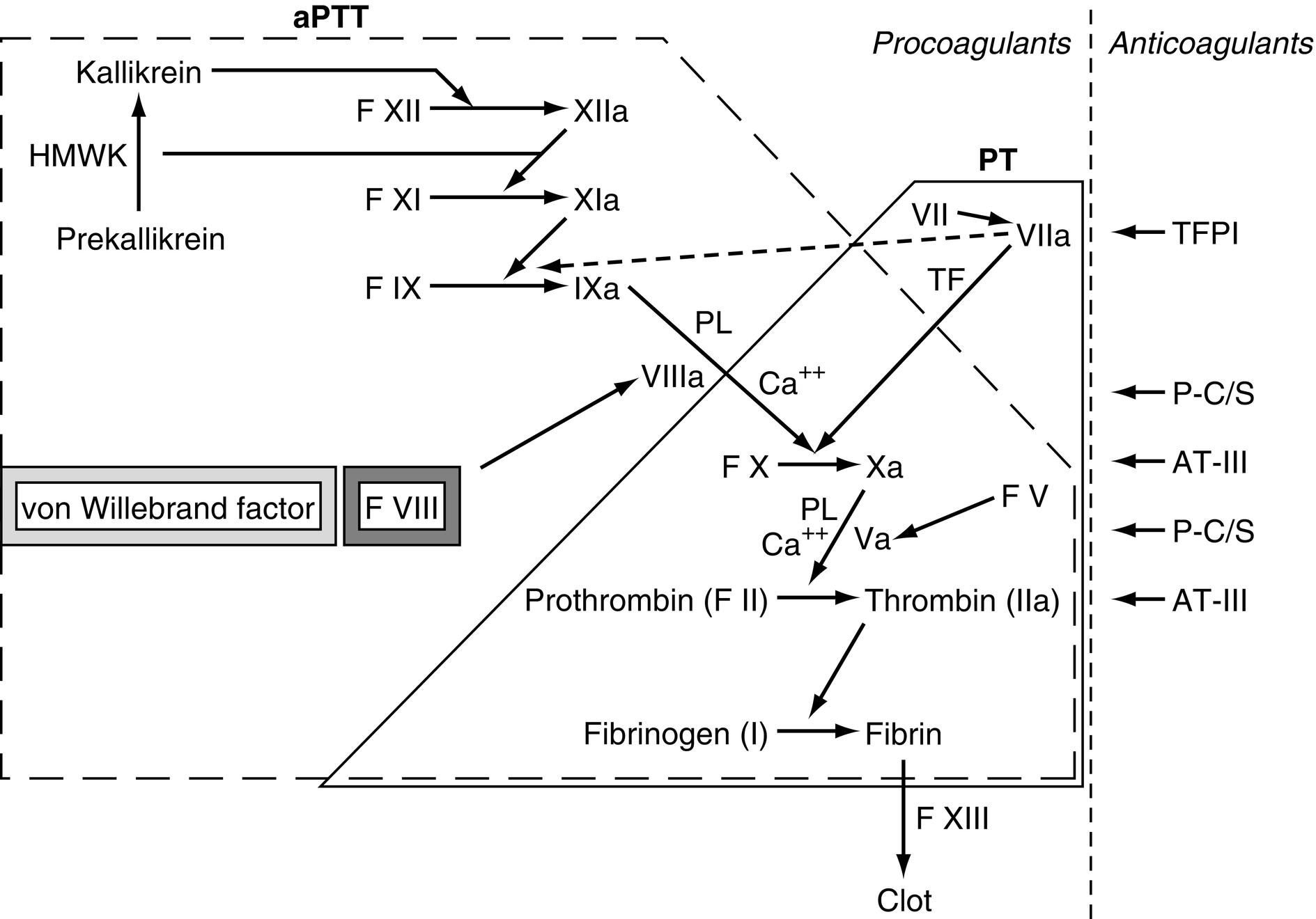 Fig. 9.1, Simplified pathways of blood coagulation. The area inside the dotted line is the intrinsic pathway measured by the activated partial thromboplastin time (aPTT). The area inside the solid line is the extrinsic pathway, measured by the prothrombin time (PT). The area encompassed by both lines is the common pathway. AT-III, Antithrombin III; F, factor; HMWK, high-molecular-weight kininogen; P-C/S, protein C/S; PL, phospholipid; TFPI, tissue factor pathway inhibitor.