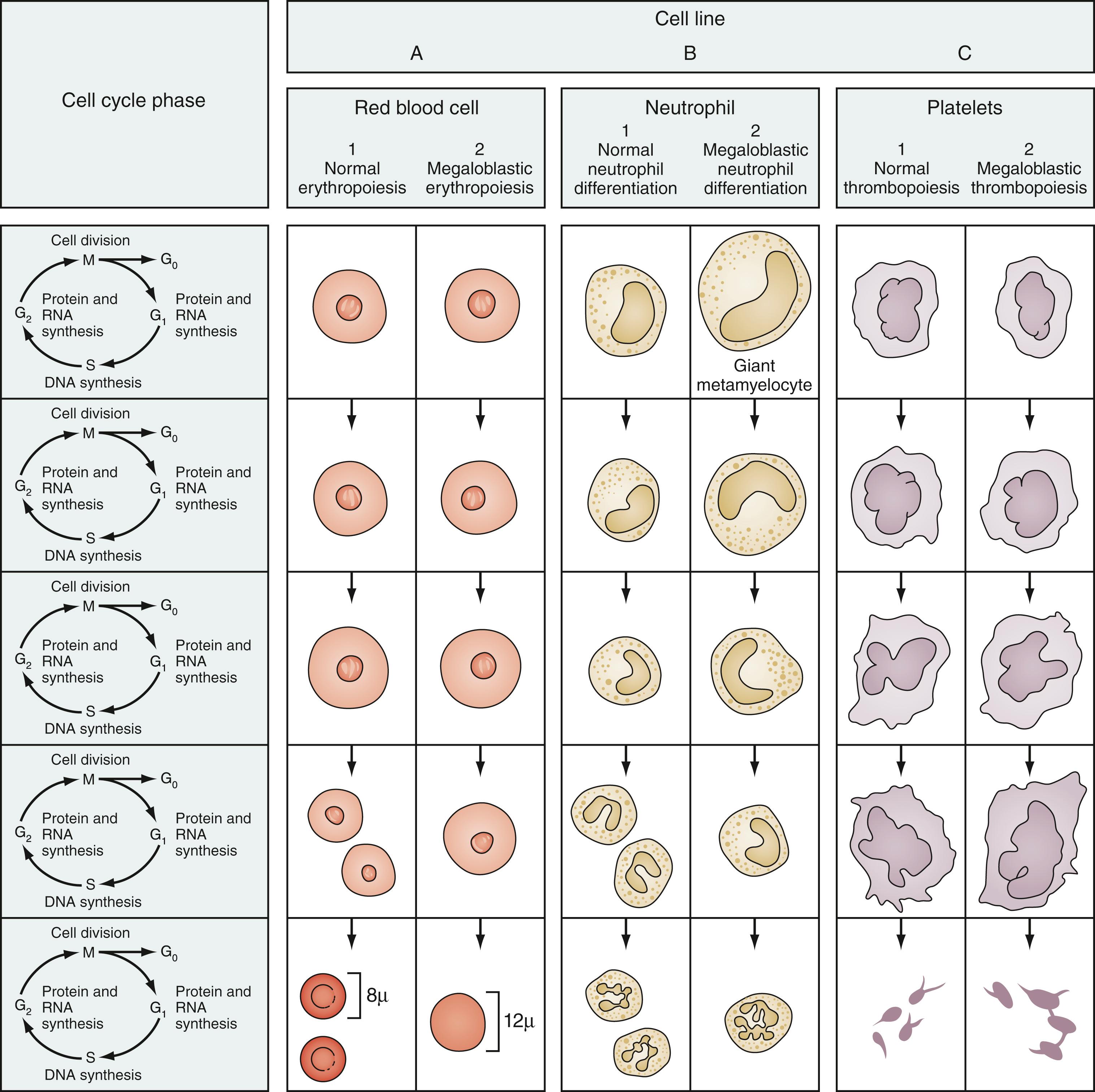 Fig. 12.12, Schematic comparison of normal cellular maturation and megaloblastic differentiation of three cell lines. The cell cycle phase is identified to the left of the figure. Note that the megaloblastic cells fail to undergo replication of deoxyribonucleic acid (DNA) and cellular division at the S and M phases, respectively, leading to large red blood cells (RBCs), hypersegmented polymorphonuclear leukocytes, and large, bizarrely shaped platelets. RNA, Ribonucleic acid.