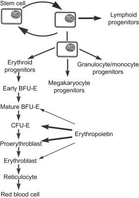 Figure 92.2, Schematic demonstration of differentiation steps of erythropoiesis and the action sites of erythropoietin.