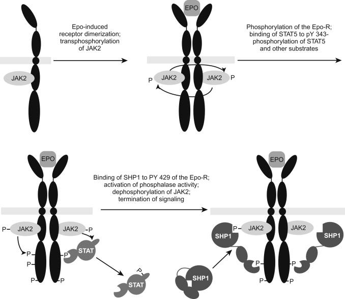 Figure 92.3, Model for activation and inactivation of the erythropoietin receptor. Binding of EPO induces receptor dimerization and auto- or trans-phosphorylation of the Janus family kinase, JAK2. JAK2 or another kinase then phosphorylates several tyrosine residues in the EpoR, creating docking sites for the SH2 domains of several signal transduction proteins, including STAT5. Once bound to the EpoR, STAT5 and other signaling proteins become phosphorylated and activated; phosphorylated STAT5 dissociates from the receptor, dimerizes, moves to the nucleus, and activates gene expression. The protein tyrosine phosphatase, SHP1, binds to a segment of the EPO receptor containing phosphotyrosine 429. Binding induces activation of the phosphatase, removal of the activating phosphate from JAK2, and termination of signal transduction.