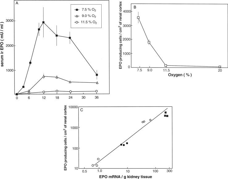 Figure 92.5, A: Influence of the oxygen tension on serum erythropoietin levels in rats. Time-dependent change in serum immunoreactive erythropoietin in rats exposed to different oxygen concentrations in a normobaric atmosphere. Total gas pressure was kept constant by balance nitrogen. (With permission from Eckardt KU, Dittmer J, Neumann R, et al. Decline of erythropoietin formation at continuous hypoxia is not due to feedback inhibition. Am J Physiol 1990;258:1432–1437.) B: Oxygen dependency of the number of erythropoietin-expressing cells in rat kidney cortex. Relationship between the number of erythropoietin producing cells per square centimeter of renal cortex and oxygen concentrations in rats exposed to different oxygen concentrations in a normobaric atmosphere for 8 hours. (With permission from Eckardt KU, Koury ST, Tan CC, et al. Distribution of erythropoietin producing cells in rat kidneys during hypoxic hypoxia. Kidney Int 1993;43:815–823.) C: Correlation between number of erythropoietin-expressing cells in kidney cortex and whole-kidney erythropoietin mRNA. Relationship between the number of erythropoietin-producing cells per square centimeter of renal cortex in one kidney and erythropoietin mRNA concentrations in the contralateral kidney in individual animals studied under normoxic conditions or after 8 hours exposure to hypoxia of various levels of severity. Hollow circles, 20% O 2 ; solid circles, 11.5% O 2 ; hollow squares, 9% O 2 ; solid squares, 7.5% O 2 . The number of erythropoietin-producing cells correlated linearly with tissue concentrations of erythropoietin mRNA.