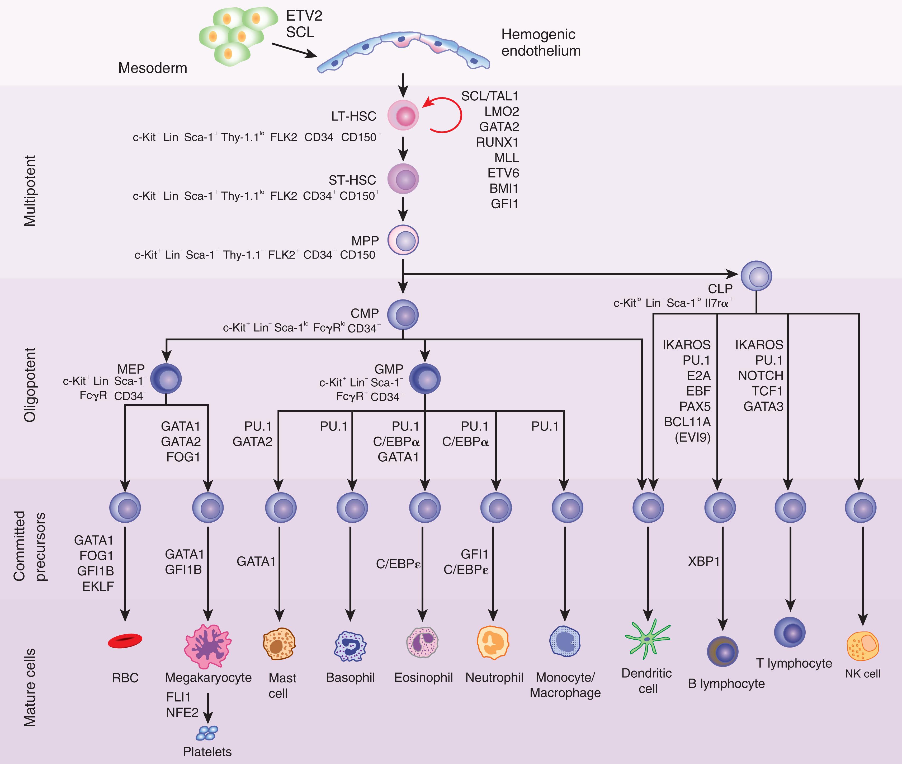 Figure 9.2, HEMATOPOIETIC CELLULAR HIERARCHY.