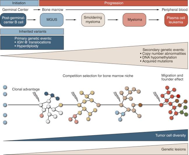 FIGURE 12-17, Initiation and progression of plasma cell myeloma.