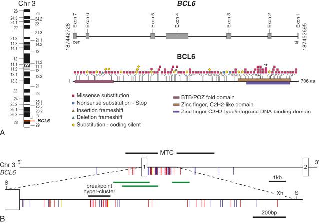 FIGURE 12-33, B-cell lymphoma 6 ( BCL6 ): gene, protein, mutations, and gene rearrangement breakpoints in B-cell lymphoma.