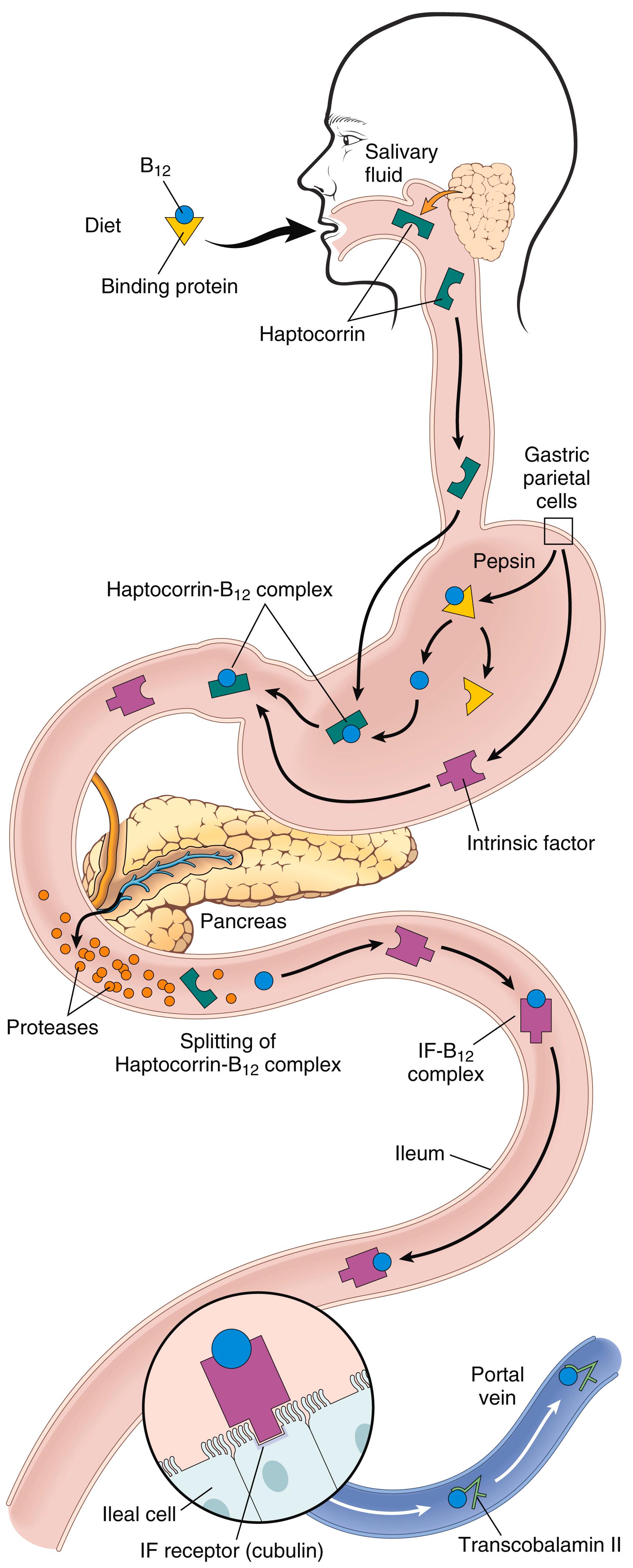 FIG. 10.12, Schematic illustration of vitamin B 12 absorption. See text for details. IF , Intrinsic factor.