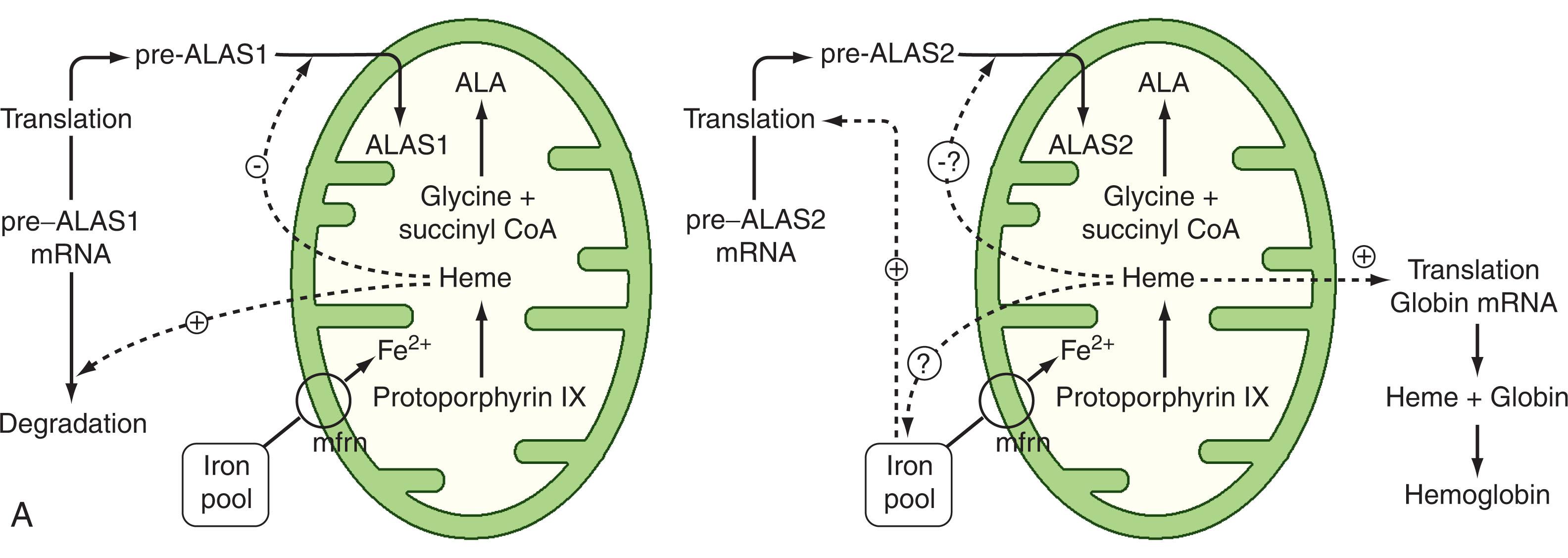 Figure 39.2, (A) Control of heme synthesis in hepatic and other tissues. The rate of heme synthesis depends on the first and rate-limiting enzymatic step catalyzed by 5-aminolevulinate synthase, nonspecific, mitochondrial (ALAS1). Heme represses transcription of the ALAS1 gene, increases the rate of degradation of its messenger ribonucleic acid (mRNA), and blocks the translocation of the ALAS1 isoenzyme into the mitochondrion. (B) Control of heme synthesis in erythroblasts. Cytosolic iron enhances the translation of mRNA of the pre-ALAS2 by inhibiting the interaction of a repressor protein with an iron-responsive element in the mRNA. The product of the last step, heme controls transcription of genes that may contribute to iron metabolism and ensure adequate supply of iron to the mitochondrion. Heme also may inhibit translocation of ALAS2 into the mitochondrion. The overall result is that the rate of heme synthesis is tightly linked to the availability of iron for the ferrochelatase reaction. Mitoferrin (mfrn) transports Fe 2+ into the mitochondrial matrix. ALA , 5-Aminolevulinate.