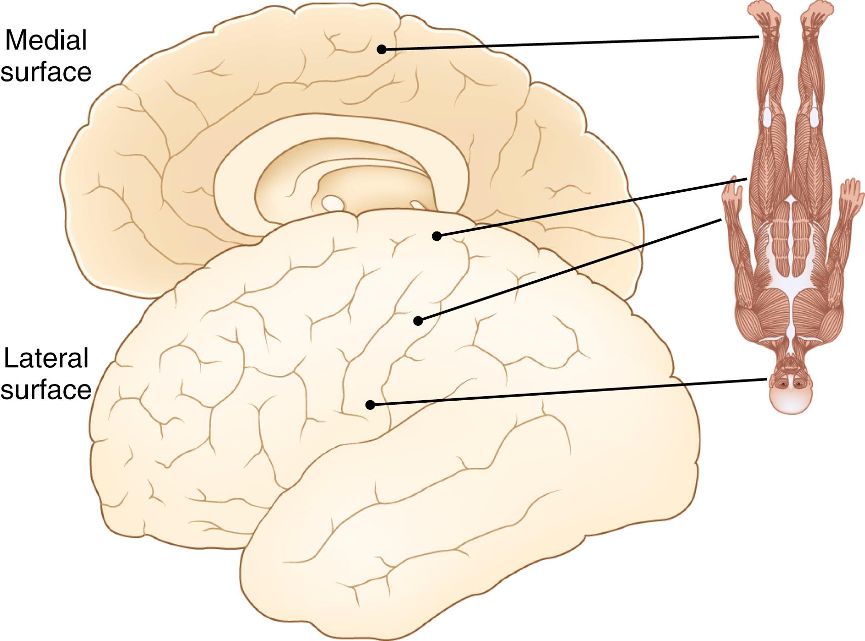 Fig. 26.1, Representation of the body on the Motor Cortex. Face and arms are represented laterally, and legs are represented medially, with cortical representation of the distal legs bordering on the central sulcus.