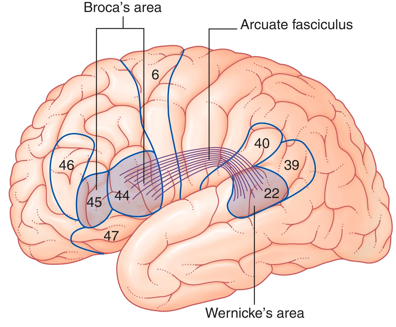 Fig. 32.1, The broca and wernicke language areas and the arcuate fasciculus.