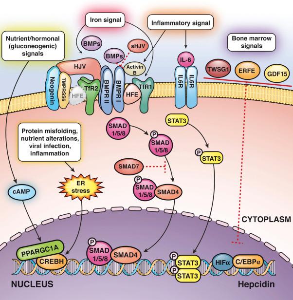 Fig. 60-1, Signals and pathways controlling hepcidin transcription.