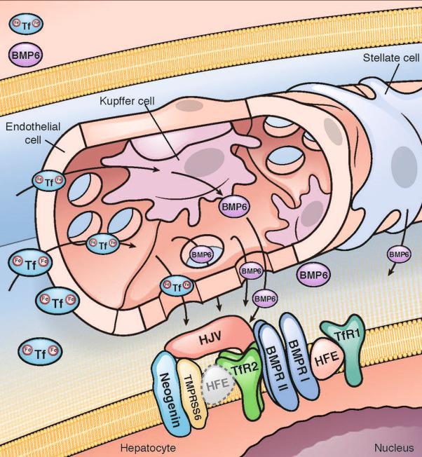 Fig. 60-2, The iron-sensing machinery in the liver.