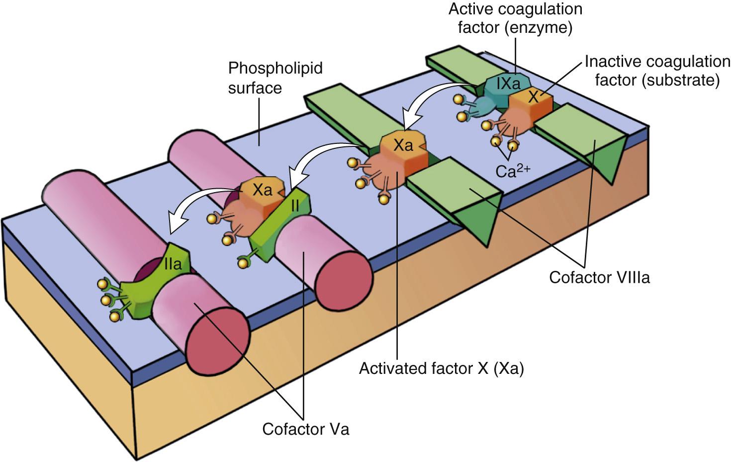 Figure 4.7, Schematic illustration of the conversion of factor X to factor Xa, which in turn converts factor II (prothrombin) to factor IIa (thrombin) (see Fig. 4.6B ). The initial reaction complex consists of a proteolytic enzyme (factor IXa), a substrate (factor X), and a reaction accelerator (factor VIIIa), all assembled on a platelet phospholipid surface. Calcium ions hold the assembled components together and are essential for the reaction. Activated factor Xa becomes the protease for the second adjacent complex in the coagulation cascade, converting prothrombin substrate (II) to thrombin (IIa) using factor Va as the reaction accelerator.