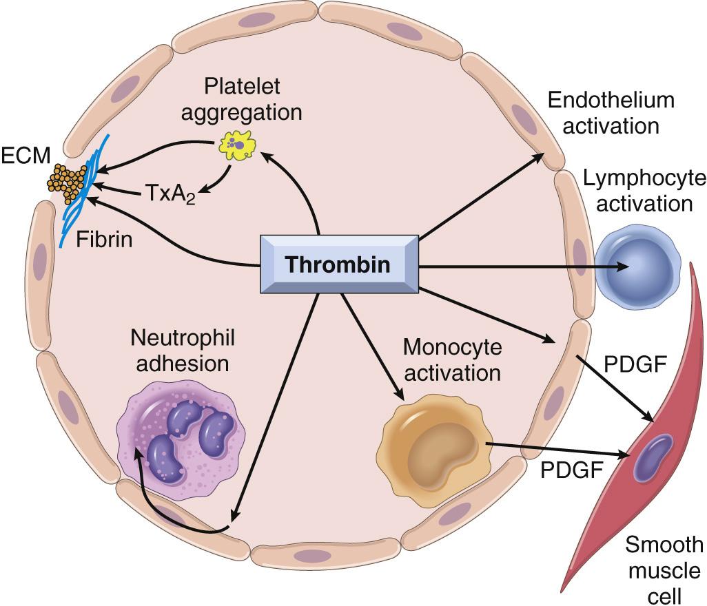 Figure 4.8, Role of thrombin in hemostasis and cellular activation. Thrombin plays a critical role in generating cross-linked fibrin (by cleaving fibrinogen to fibrin and by activating factor XIII), as well as activating several other coagulation factors (see Fig. 4.6B ). Through protease-activated receptors (PARs, see text), thrombin also modulates several cellular activities. It directly induces platelet aggregation and TxA 2 production, and activates endothelial cells, which respond by expressing adhesion molecules and cytokine mediators (e.g., PDGF ). Thrombin also directly activates leukocytes. ECM, Extracellular matrix; PDGF, platelet-derived growth factor. See Fig. 4.10 for additional anticoagulant activities mediated by thrombin.